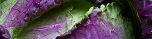 In Season: January