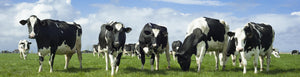 All Dairy & Eggs
