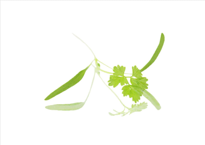 Micro Chervil Cress (Pnt 30G)
