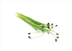Micro Garlic Chives (Pnt 30G)