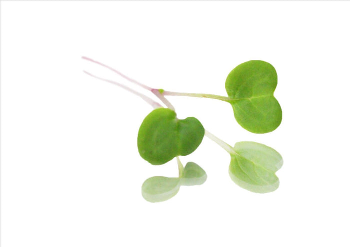 Micro Pink Stem Radish (Pnt 30G)