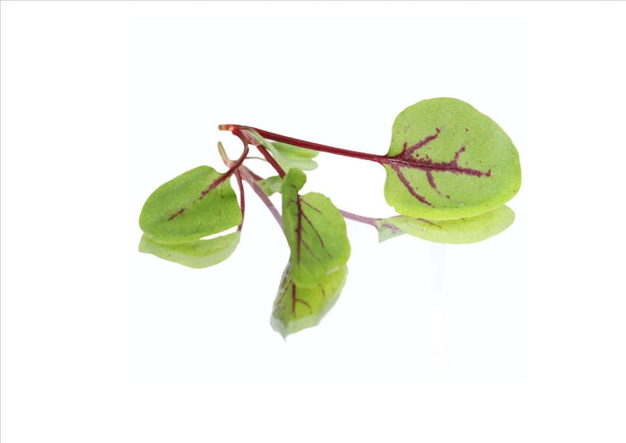 Micro Red Vein Sorrel (Pnt 30G)