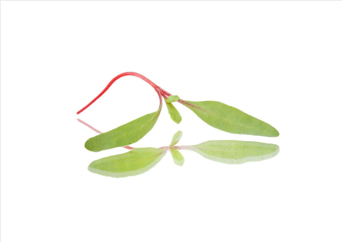 Micro Rhubarb Chard (Pnt 30G)