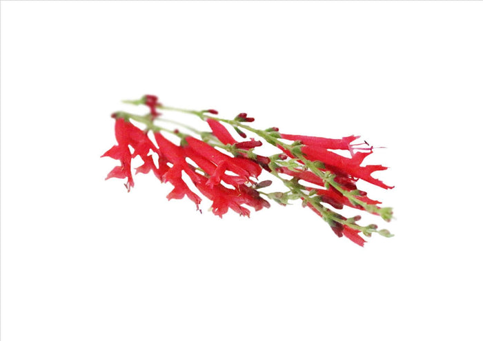 Flowers Edible Pineapple Sage (15 Flowers) (Cut-off 12PM)