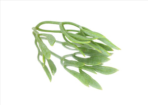 Sea Fennel (Pnt 30G)