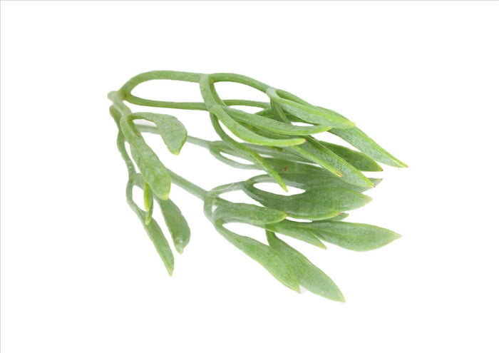 Sea Fennel (Pnt 30G)